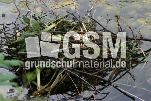 Blässhuhn-4 020.jpg